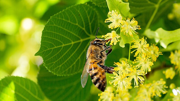 Lipov kvty jsou velmi atraktivn pro vely. Lipov med je navc velmi chutn a zdrav.