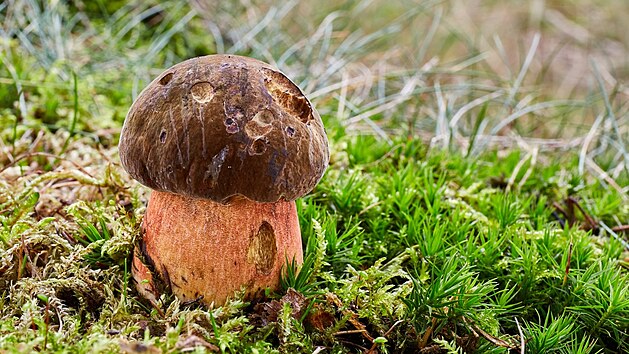 Hřib kovář, lidově také modrák podle toho, že jeho dužina zmodrá na poraněných... | na serveru Lidovky.cz | aktuální zprávy Hřib kovář, lidově také modrák podle toho, že jeho dužina zmodrá na poraněných... | na serveru Lidovky.cz | aktuální zprávy