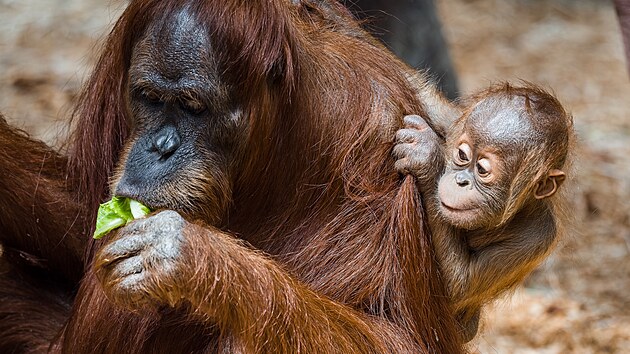 Sedmimsn Kawi, drahocenn mld orangutana sumaterskho, se m v Zoo Praha...