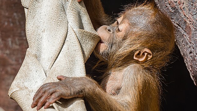 Sedmimsn Kawi, drahocenn mld orangutana sumaterskho, se m v Zoo Praha ile k svtu. (7/2021)