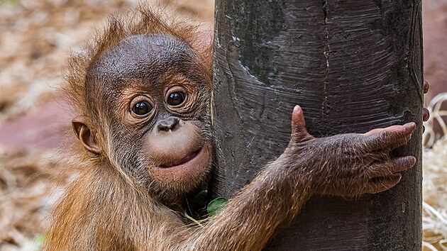 Sedmimsn Kawi, drahocenn mld orangutana sumaterskho, se m v Zoo Praha ile k svtu. (7/2021)
