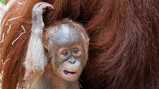 Sedmimsn Kawi, drahocenn mld orangutana sumaterskho, se m v Zoo Praha...