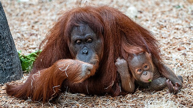 Sedmimsn Kawi, drahocenn mld orangutana sumaterskho, se m v Zoo Praha ile k svtu. (6/2021)