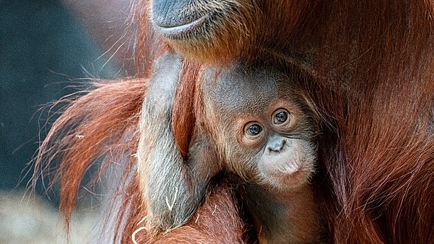 Sedmimsn Kawi, drahocenn mld orangutana sumaterskho, se m v Zoo Praha ile k svtu. (6/2021)