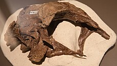 Právě nápadně velká mozkovna dinosaura, popsaného původně jako Stenonychosaurus... Právě nápadně velká mozkovna dinosaura, popsaného původně jako Stenonychosaurus...