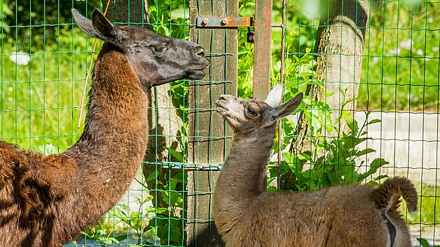 V hlubocké zoo se narodilo mládě lamy krotké.