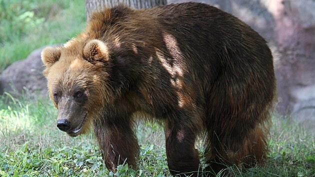 Novou obyvatelkou brnnsk zoo je sedmilet medvdice kamatsk Irina. (12.7.2021)