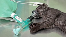 Organizmus F. felis druhu Filobacterium u koček způsobuje dýchací potíže. Organizmus F. felis druhu Filobacterium u koček způsobuje dýchací potíže.