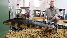 Kurátor nové výstavy Tajemství prvohorních a současných močálů Plzeňska v... Kurátor nové výstavy Tajemství prvohorních a současných močálů Plzeňska v...
