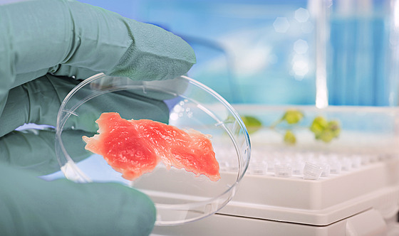 Pokusy s kultivací masa v laboratoích probíhá po celém svt u mnoho let.