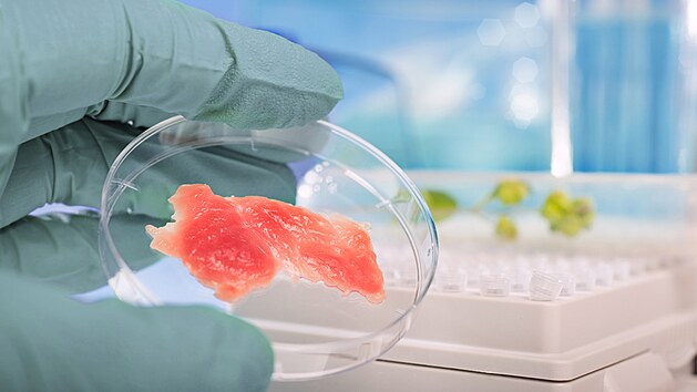 Pokusy s kultivací masa v laboratořích probíhá po celém světě už mnoho let. Pokusy s kultivací masa v laboratořích probíhá po celém světě už mnoho let.