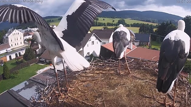 Čapí mláďata se v hnízdě v Mladých Bukách připravují na první let (19.7.2021). Čapí mláďata se v hnízdě v Mladých Bukách připravují na první let (19.7.2021).