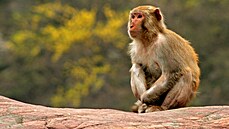 Makak rhesus má sedm poddruhů a žije v Asii od Afghánistánu přes Indií, Barmu,... Makak rhesus má sedm poddruhů a žije v Asii od Afghánistánu přes Indií, Barmu,...
