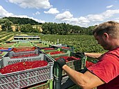 Ovocných stromů už ubyly v českých sadech miliony, protože je s jejich... Ovocných stromů už ubyly v českých sadech miliony, protože je s jejich...