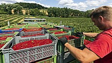 Ovocných stromů už ubyly v českých sadech miliony, protože je s jejich pěstováním spojena řada úskalí. Třeba rybíz vyžaduje méně péče, a tudíž i méně pracovníků (snímek z nynější strojní sklizně v sadě v Polici na Šumpersku). Ovocných stromů už ubyly v českých sadech miliony, protože je s jejich pěstováním spojena řada úskalí. Třeba rybíz vyžaduje méně péče, a tudíž i méně pracovníků (snímek z nynější strojní sklizně v sadě v Polici na Šumpersku).