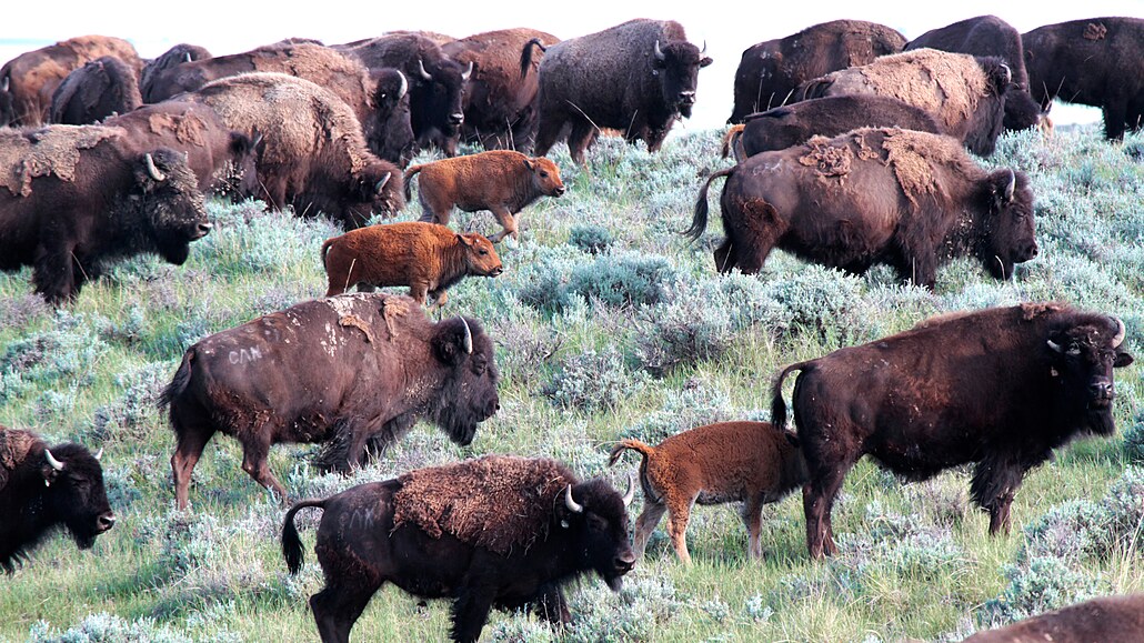 Okno do minulosti Amerití bizoni na prérii ve východní Montan