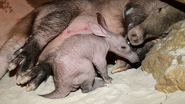 Hrabáč kapský žije ve volné přírodě v Africe, na jih od Sahary. Dospělec váží asi 60 kg, dožívá se přibližně 20 let. Přes den spí a aktivuje za soumraku, kdy běhá po krajině a vyhledává termity.