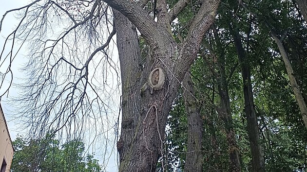 Strom je starý stovky let. Najednou uschl. Dendrolog pak zjistil, že má navrtané kořeny a že do otvorů někdo asi nalil chemikálii.