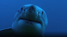 Australské pátrání po žraločích bratrech Australské pátrání po žraločích bratrech