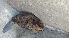 Zvířecí záchranáři pomáhali bobrovi z retenční nádrže ve Starém Plzenci. Zvířecí záchranáři pomáhali bobrovi z retenční nádrže ve Starém Plzenci.