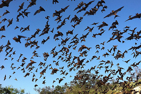 Hejna netopýr ítají statisíce jedinc.