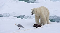 Lední medvdi jsou v inuitských zkazkách nadáni lstivostí. A podle vdecké...
