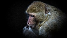 I zvířata mohou pod tlakem selhat, i když je vidina odměny motivuje k vyššímu... I zvířata mohou pod tlakem selhat, i když je vidina odměny motivuje k vyššímu...