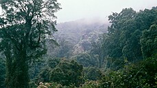 Africké horské lesy zachytí více uhlíku ne na stejné ploe v amazonském...