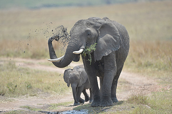 Samice slona s mládtem v Národním parku Masai Mara na jihozápad Keni. (31....
