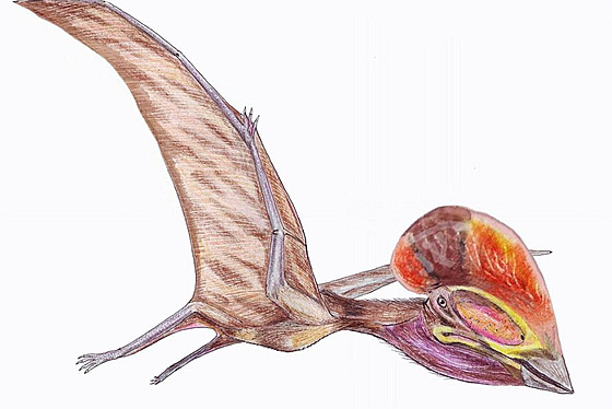 Přibližně takto mohl vypadat pterosaur od Chocně, pokud by dorostl do plných...