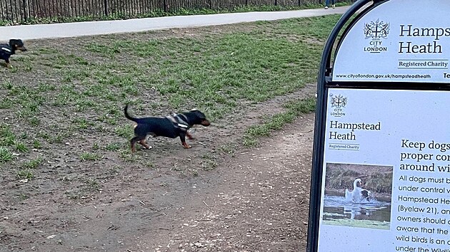 Pot, co mld tulen v beznu zabil voln pobhajc pes, na nbe Teme nedaleko mostu Hammersmith Bridge, u eky se objevily cedule, kter nabdaj obyvatele, aby mli sv mazlky na vodtku. (25. bezna 2021)