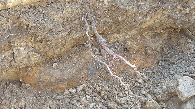 Fotografie nálezu asi stokilogramové letecké pumy z 2. světové války, kterou našli dělníci při výkopových pracích.