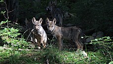Zoologové letos pozorovali vlčata při svém monitoringu přímo v beskydské... Zoologové letos pozorovali vlčata při svém monitoringu přímo v beskydské...