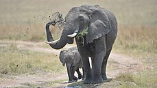 Samice slona s mládětem v Národním parku Masai Mara na jihozápadě Keni. (31.... Samice slona s mládětem v Národním parku Masai Mara na jihozápadě Keni. (31....