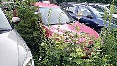 Odtah vraku v pražských Hodkovičkách zdržuje dohoda mezi úřady. Odtah vraku v pražských Hodkovičkách zdržuje dohoda mezi úřady.