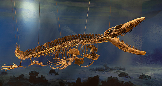 Mosasaurus je rod pozdn kídového moského plaza.