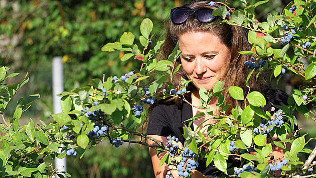 Se sklizní pomáhá na borůvkové farmě Vališových také jejich dcera Kateřina... Se sklizní pomáhá na borůvkové farmě Vališových také jejich dcera Kateřina...