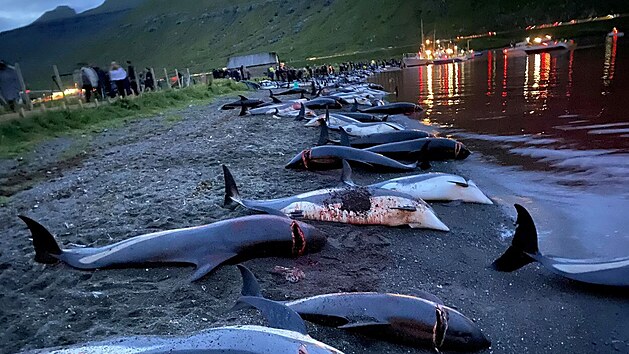 Vce ne 1 400 delfn na Faerskch ostrovech padlo za ob tradinmu lovu kytovc, pi kterm jsou tato zvata nahnna na mlinu a usmrcena kvli masu a tuku. (14. z 2021)