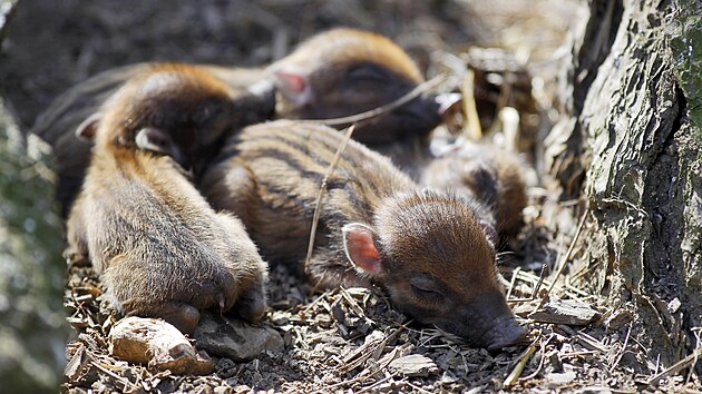 Čtyři selata prasete visajanského negroského se narodila minulý týden přímo ve venkovním výběhu. Samička totiž pohrdla vnitřní ubikací, kam jí chovatelé nanosili množství slámy, aby si z něho postavila hnízdo. Ta si ale slámu vynosila ven - a porodila tam.