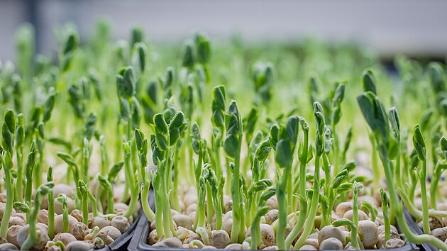 Tři kamarádi Martin Maňhal, Tomáš Kazík a David Brašnička založili firmu Zahrádka blahobytu a pěstují minibylinky a zeleninu. Mají provozovnu v Zahájí na Českobudějovicku.