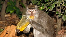 Opicím na indonéském ostrov Bali chybí banány, araídy a dalí pamlsky, které...