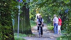 Plzeňská stromová alej Kilometrovka projde postupnou obnovou. (14. 9. 2021) Plzeňská stromová alej Kilometrovka projde postupnou obnovou. (14. 9. 2021)