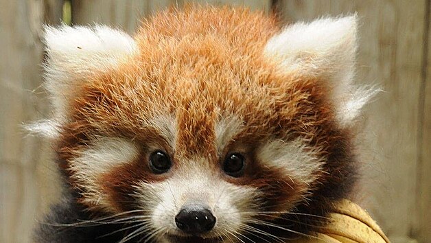 Chovatelé v jihlavské zoo už znají pohlaví tříměsíčních mláďat pand červených.... Chovatelé v jihlavské zoo už znají pohlaví tříměsíčních mláďat pand červených....