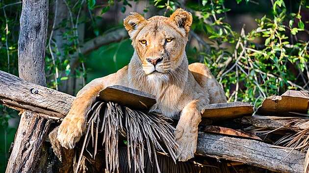 Lvice Bona žije ve zlínské zoo v Lešné od roku 2013. Lvice Bona žije ve zlínské zoo v Lešné od roku 2013.
