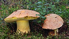 hřib horský - Kraví hora u Žlábku hřib horský - Kraví hora u Žlábku