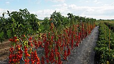 Šlechtíme zeleninu s chutí již třicet let Šlechtíme zeleninu s chutí již třicet let