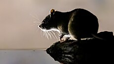 Potkan obecný (Rattus norvegicus) Potkan obecný (Rattus norvegicus)