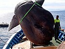 Rekordn velk msnk svtiv chycen rybi u panlsk Ceuty