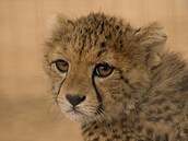 Na projektu ochrany přírody v Somalilandu, k němuž poskytla grant Česká... Na projektu ochrany přírody v Somalilandu, k němuž poskytla grant Česká...
