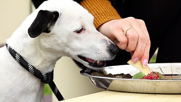 Restaurace, kde se podvaj dobroty pro psy, to je splnn ps sen.
